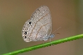 SATYRIDAE, Euptychia